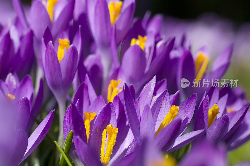 紫色春番红花(C. vernus)在特写